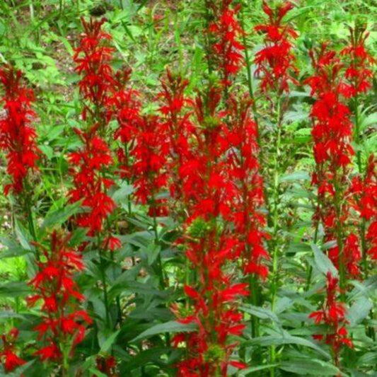 700 Cardinal Flower Seeds | www.seedsplantworld.com