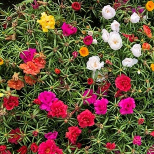 2000 Moss Rose Double Mix Flower Seeds | www.seedsplantworld.com