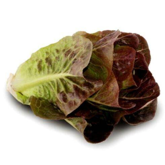 300 Red Deer Tongue Leaf Lettuce Vegetable Seeds | www.seedsplantworld.com