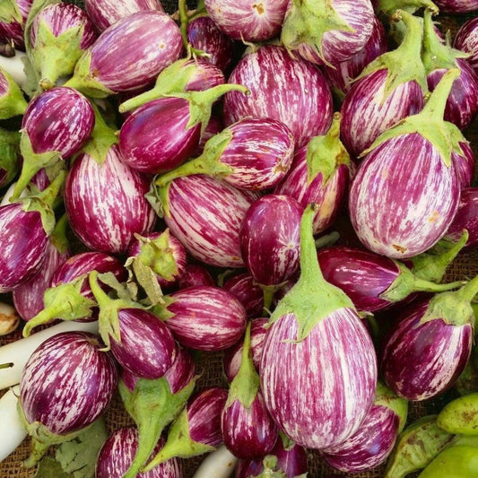 100 Eggplant Rosa Bianica Heirloom Vegetable Seeds | www.seedsplantworld.com