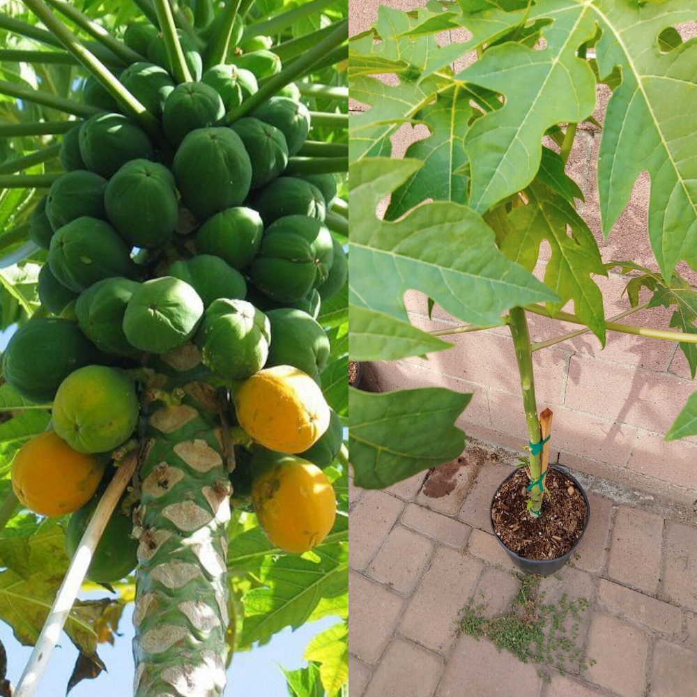 Papaya Solo Hawaiian Tropical Fruit Tree (30~36 Inch Height) | www.seedsplantworld.com