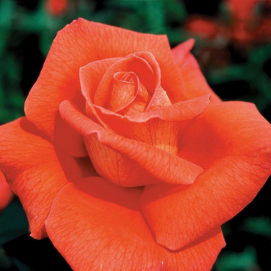 Fragrant Cloud Rose (Coral-Orange Flower) Flower Live Plant | www.seedsplantworld.com