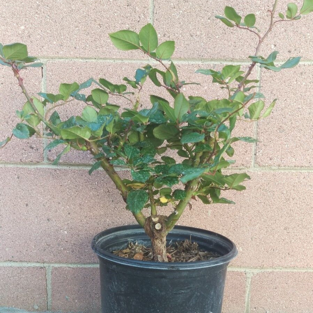 Gold Glow Rose (Yellow Flower) Flower Live Plant