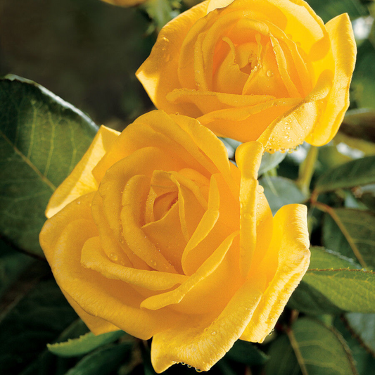 Gold Glow Rose (Yellow Flower) Flower Live Plant | www.seedsplantworld.com