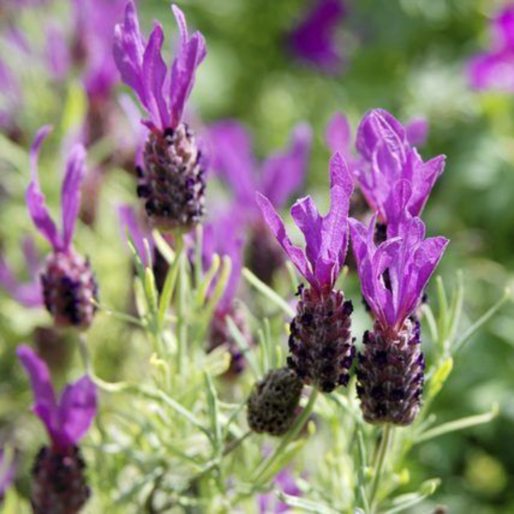 Purple Ribbon Spanish Lavender Flower Live Plant | www.seedsplantworld.com