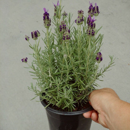 Purple Ribbon Spanish Lavender Flower Live Plant