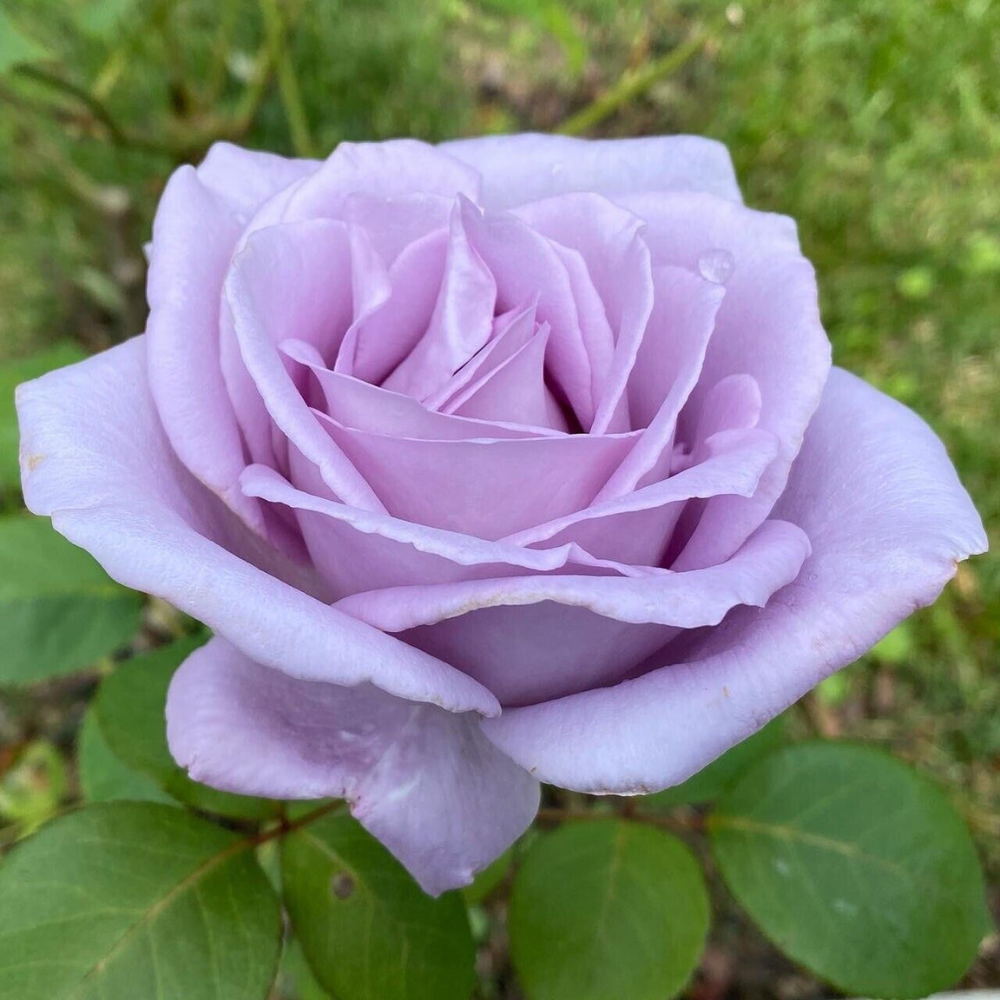 Blue Girl Rose (Mauve Flower) Flower Live Plant | www.seedsplantworld.com