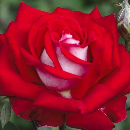 Rosa 'Love' (Red/White) Flower Live Plant | www.seedsplantworld.com