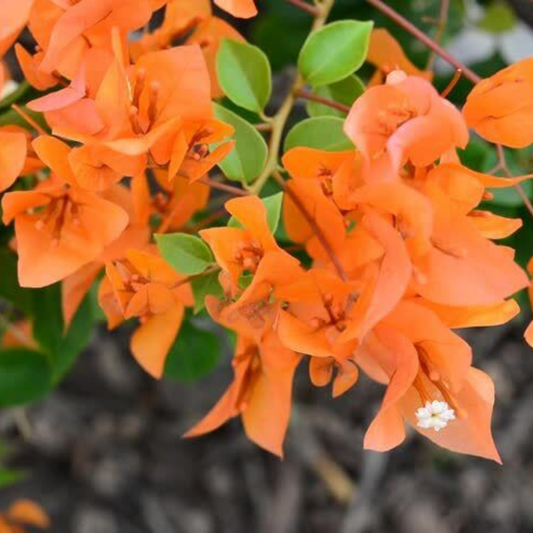 Orange Bougainvillea Flower Live Plant | www.seedsplantworld.com