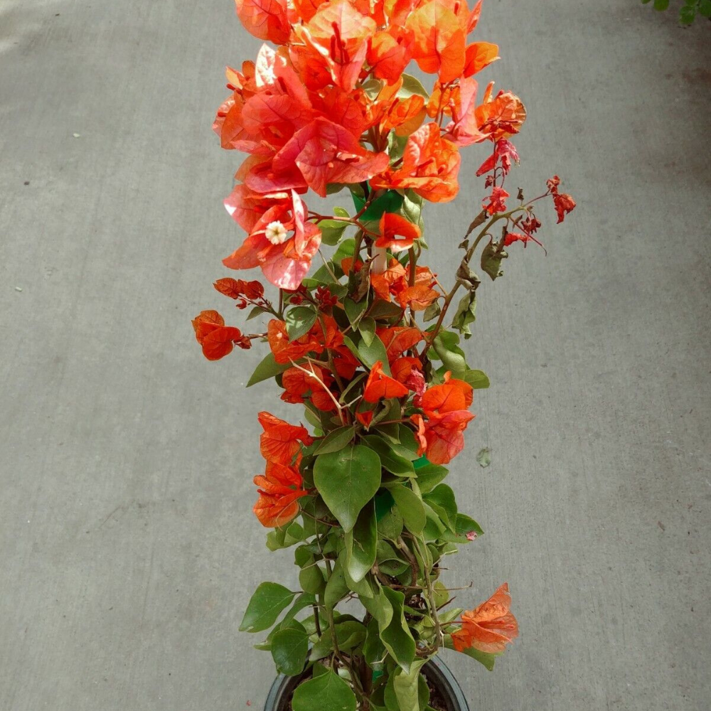 Orange Bougainvillea Flower Live Plant