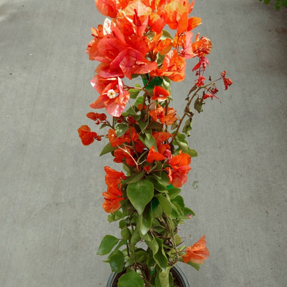 Orange Bougainvillea Flower Live Plant