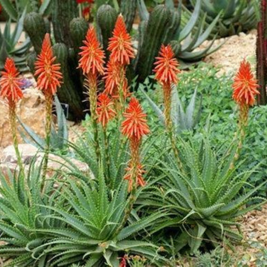 Aloe Blue Elf Flowering Live Plant | www.seedsplantworld.com