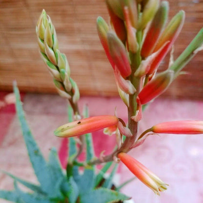 Aloe Blue Elf Flowering Live Plant