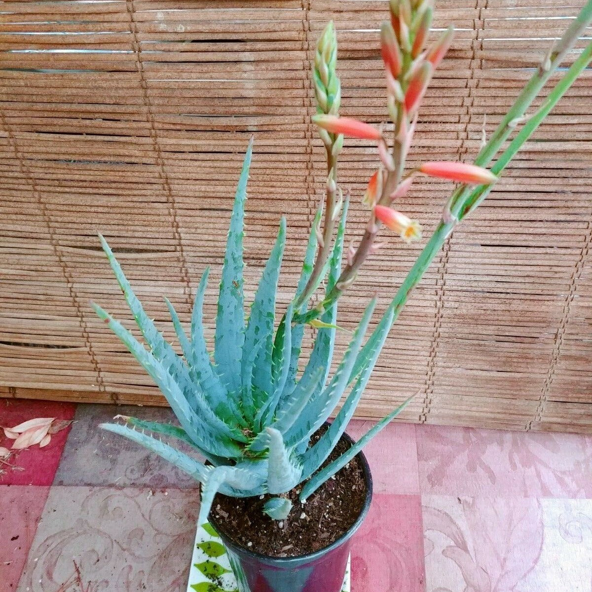 Aloe Blue Elf Flowering Live Plant