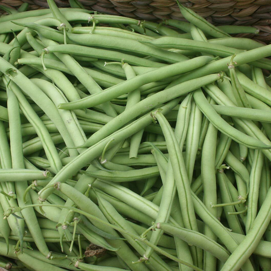 160 Provider Bush Green Bean NON-GMO Vegetable Seeds | www.seedsplantworld.com