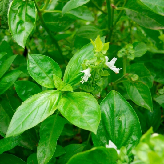 250 Clove Scented Basil NON-GMO Tree Basil Himalayan Basil Herb Seeds | www.seedsplantworld.com