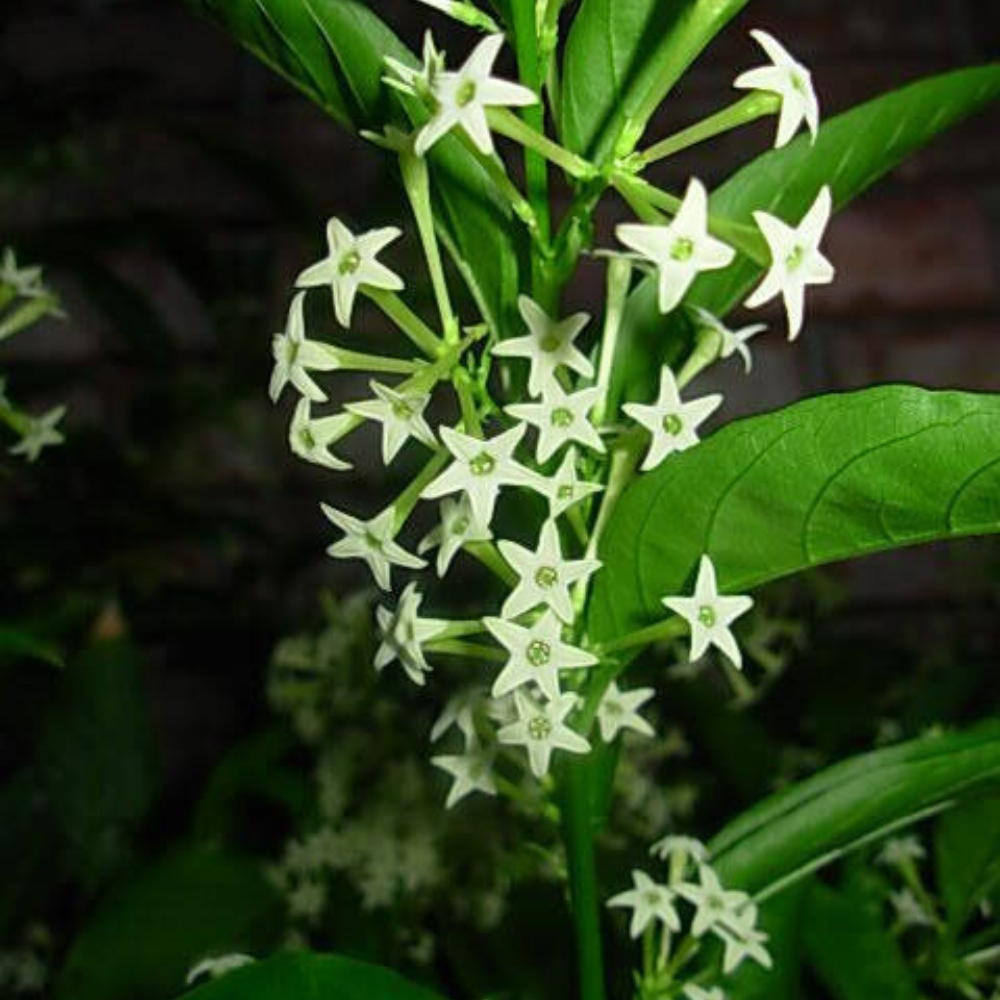 Night Blooming Jasmine Flower Live Plant | www.seedsplantworld.com