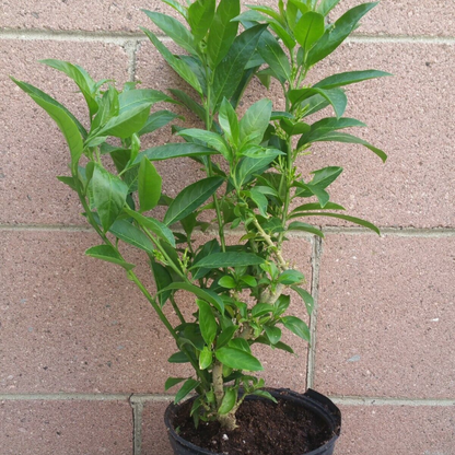 Night Blooming Jasmine Flower Live Plant