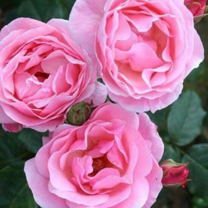 Pink Queen Elizabeth Rose Flower Live Plant | www.seedsplantworld.com