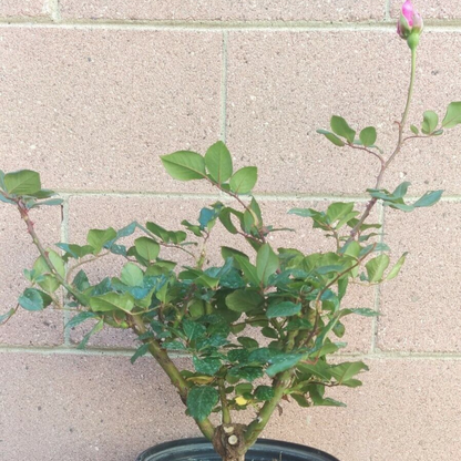 Peace Rose Flower Live Plants (Yellow With Soft Pink Flower)