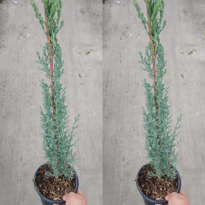 Italian Cypress Flower Live Plant