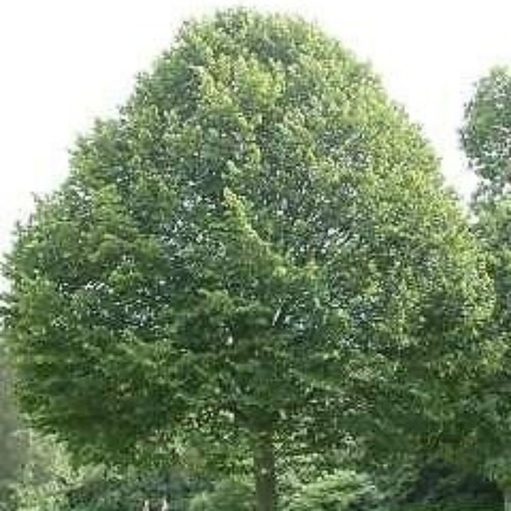 5 Tilia Tomentosa Silver Linden Tree Seeds For Planting | www.seedsplantworld.com