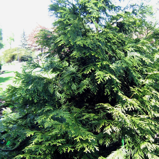 5 Thujopsis Dolobrata Hiba Arborvitae Seeds For Planting | www.seedsplantworld.com