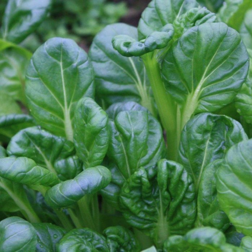 250 Tatsoi Chinese Cabbage Tat Soi NON-GMO Stir Fry Cabbage Vegetable Seeds | www.seedsplantworld.com