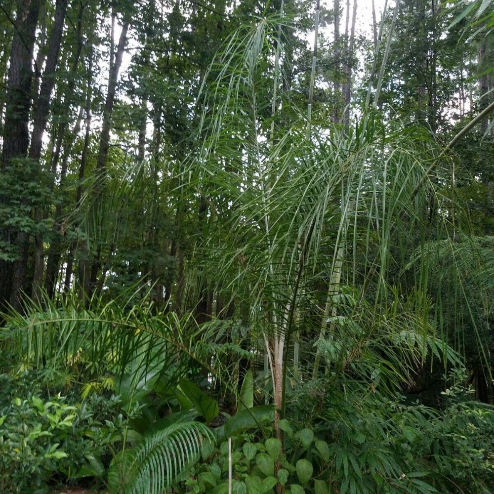 5 Syagrus Romanzoffianum Cold Hardy Queen Palm Seeds For Planting | www.seedsplantworld.com