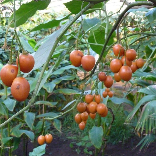 5 Cyphomandra Betacea Tree Tomato Seeds For Planting | www.seedsplantworld.com