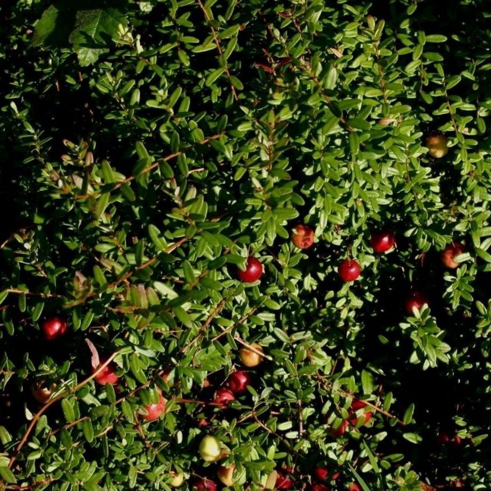 10 Vaccinium Macrocarpon Cranberry Shrub Seeds For Planting | www.seedsplantworld.com