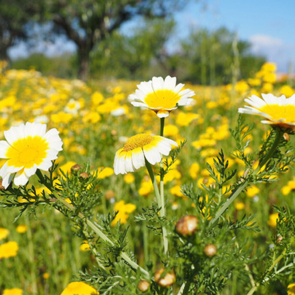 300 Garland Daisy Chrysanthemum Crown Daisy Flowers Seeds | www.seedsplantworld.com