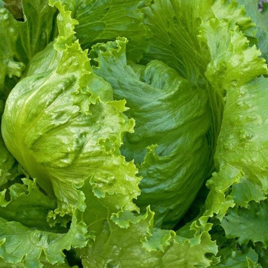 400 Iceberg Lettuce Head Garden Salads NON-GMO Vegetable Seeds | www.seedsplantworld.com