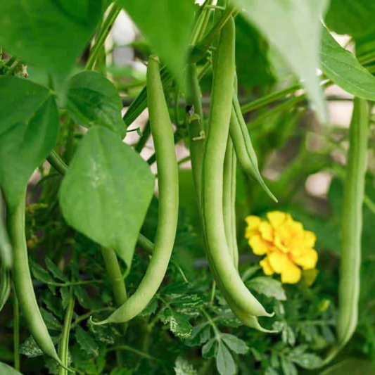 100 Slenderette Bush Green Bean Stringless NON-GMO Vegetable Seeds | www.seedsplantworld.com