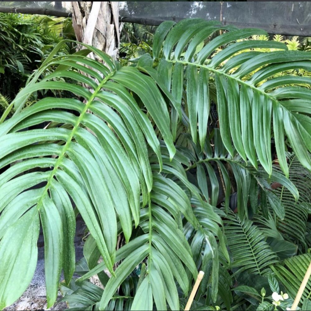 5 Rhaphidophora Decurvisa Exotic Tropical Seeds For Planting | www.seedsplantworld.com