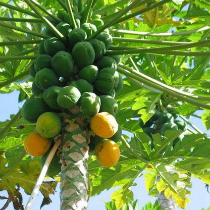 Papaya Solo Hawaiian Tropical Fruit Tree (25~30 Inch Height)
