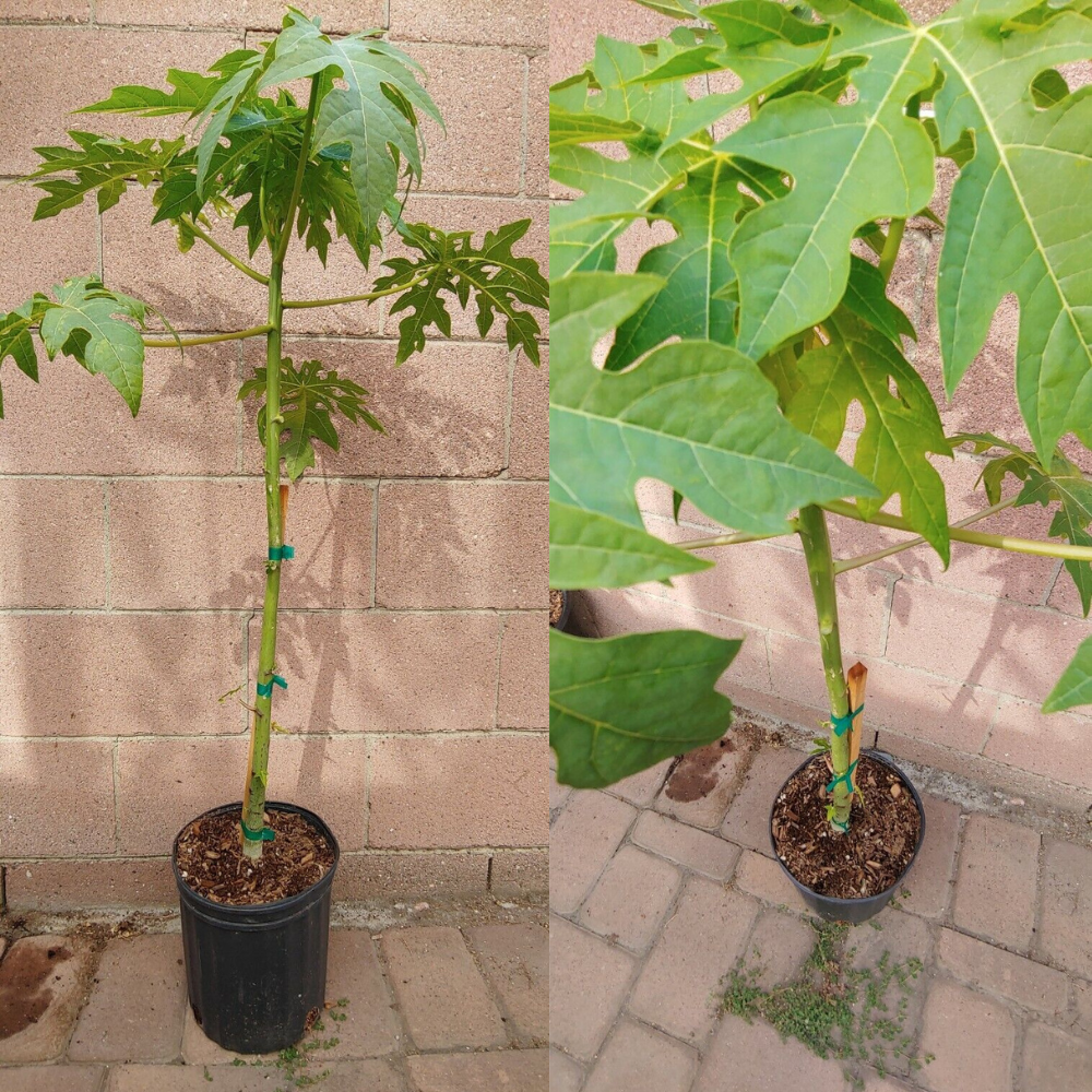 Papaya Solo Hawaiian Tropical Fruit Tree (30~36 Inch Height)