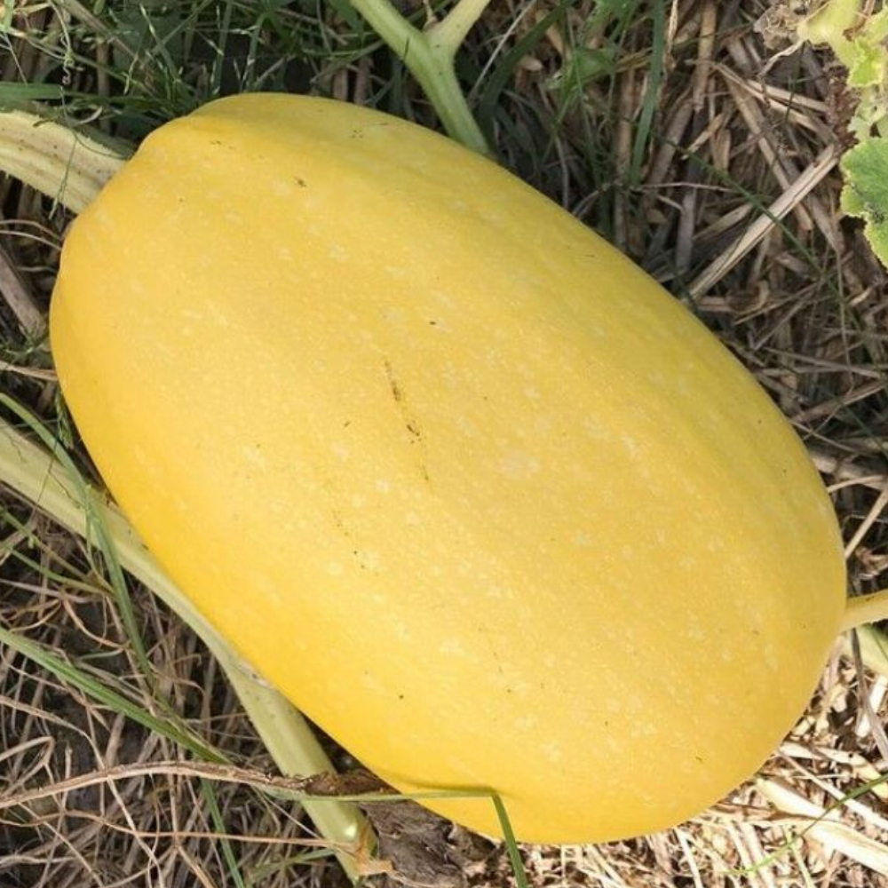 150 Vegetable Spaghetti Winter Squash NON-GMO Vegetable Seeds | www.seedsplantworld.com