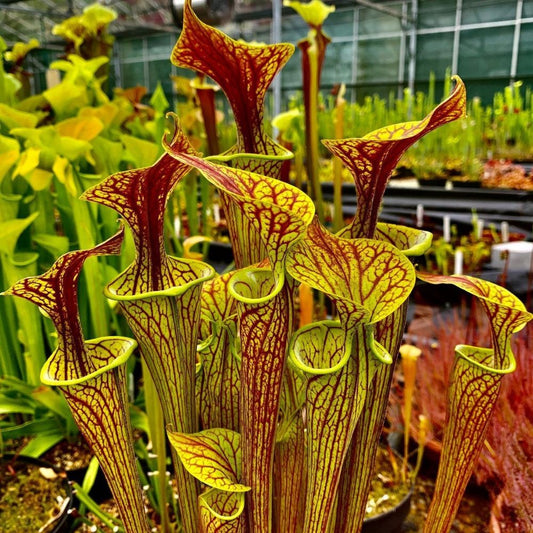 5 Sarracenia Flava Var Ornata Pitcher Plant Carnivorous Seeds For Planting | www.seedsplantworld.com