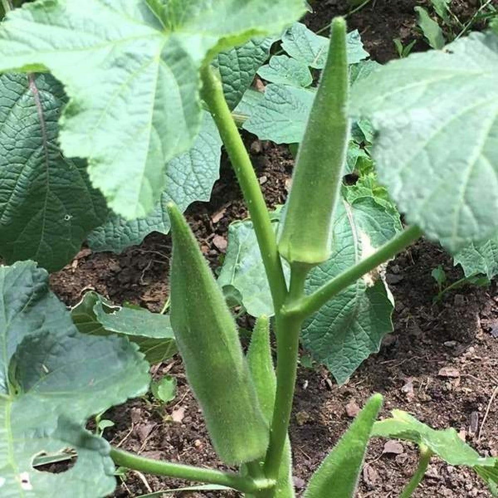 125 Emerald Okra Velvet Vegetable Seeds | www.seedsplantworld.com