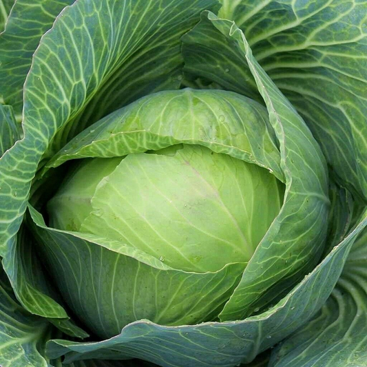 250 Golden Acre Cabbage NON-GMO Vegetable Seeds | www.seedsplantworld.com