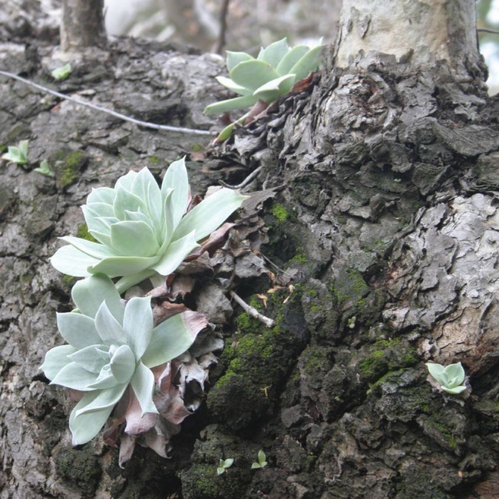 5 Dudleya Pulverulenta Unusual Succulent Seeds For Planting | www.seedsplantworld.com