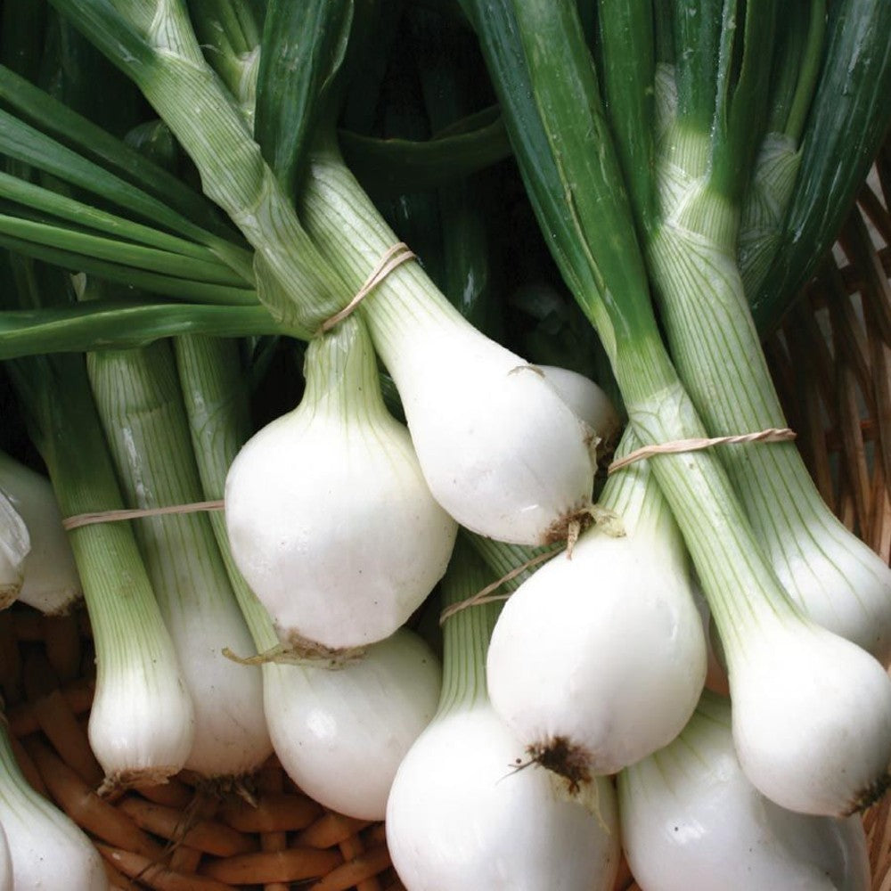 250 Crystal White Wax Onion NON-GMO Vegetable Seeds | www.seedsplantworld.com