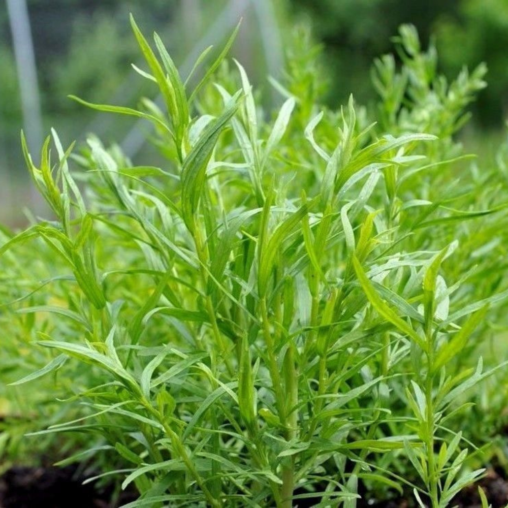 1400 Russian Tarragon Herb NON-GMO Dragon Wort Herb Seeds | www.seedsplantworld.com