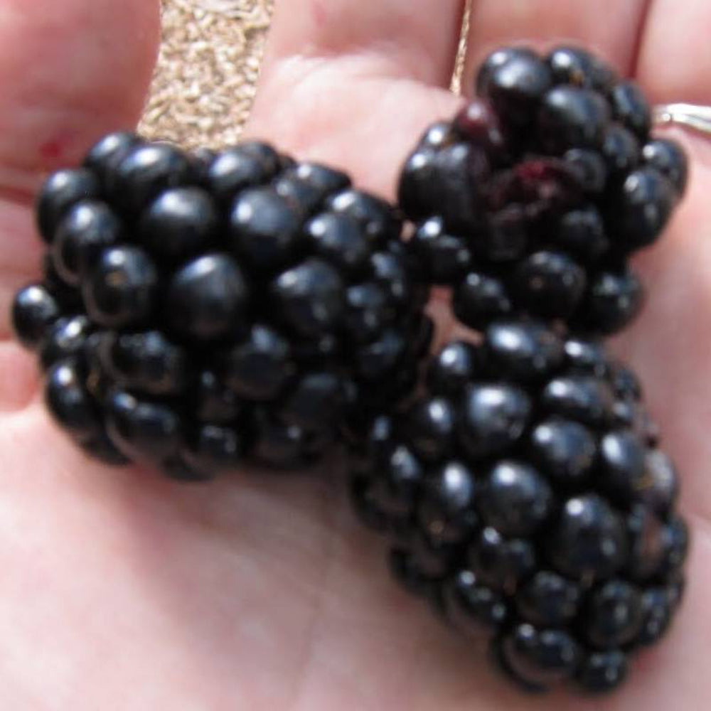 105 Giant Blackberry Fruit Seeds | www.seedsplantworld.com