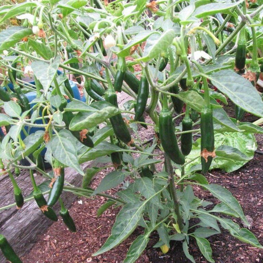 20 Serrano Pepper Distinctive Flavored Hot Everbearing Pico De Gallo Vegetable Seeds | www.seedsplantworld.com