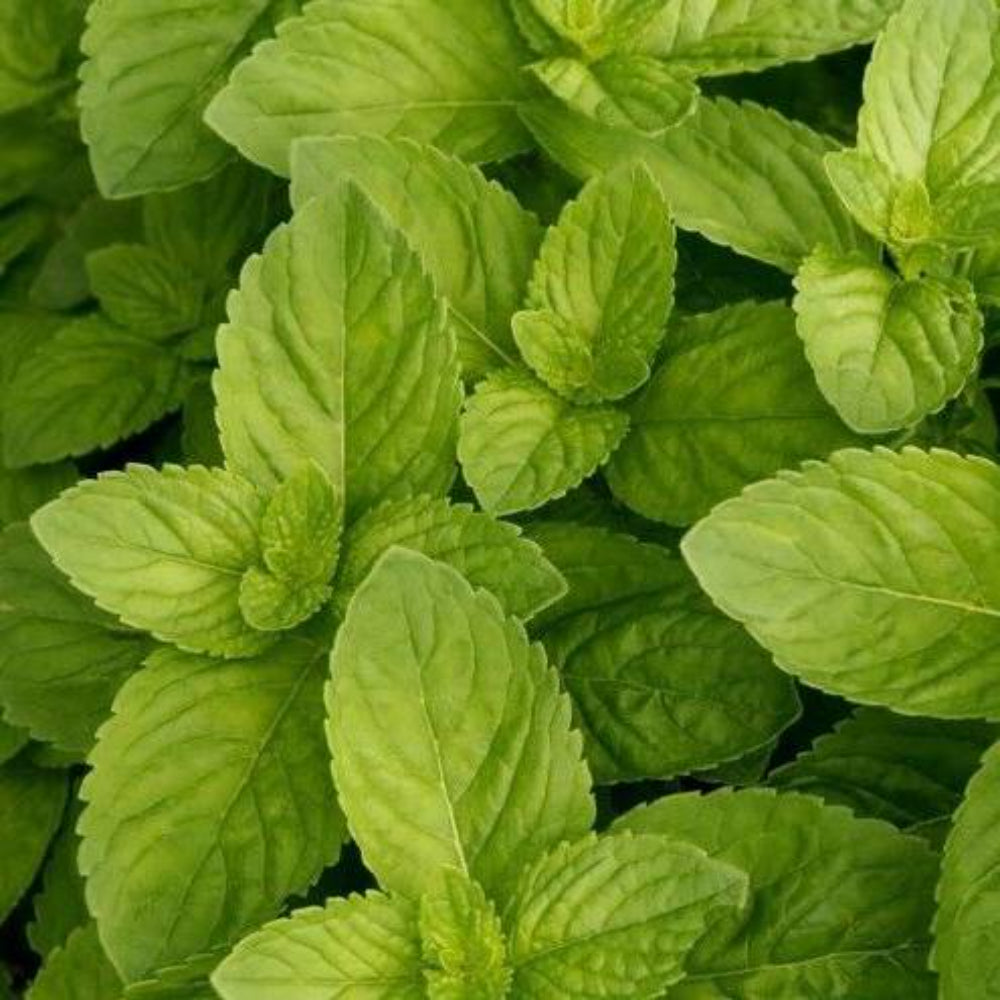 1000 Spearmint Bulk Herb Seeds | www.seedsplantworld.com