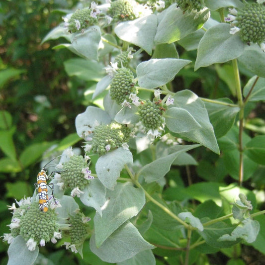 1000 Mountain Mint Herb Seeds | www.seedsplantworld.com