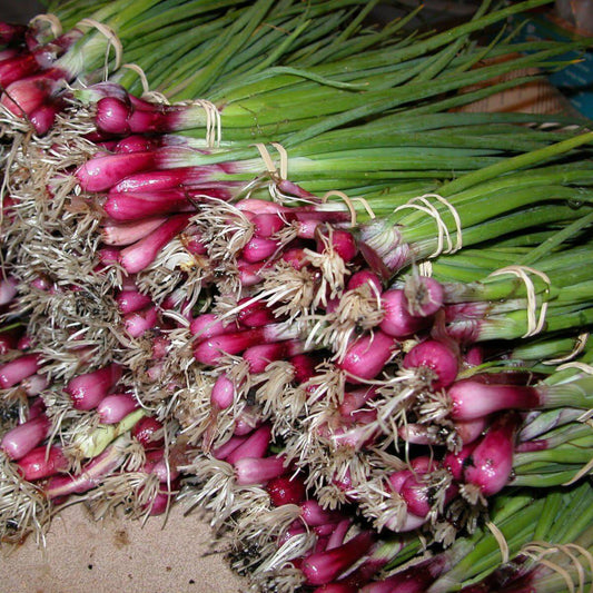 500 Bulk Deep Purple Bunching Onion Vegetable Seeds | www.seedsplantworld.com