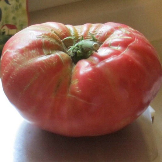 7 Behemoth Giant Tomato Vegetable Seeds | www.seedsplantworld.com